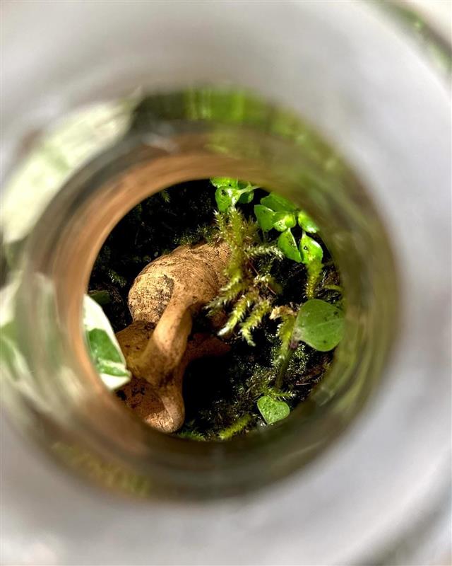 Terrarium Workshop Admission Ticket - 1 Person